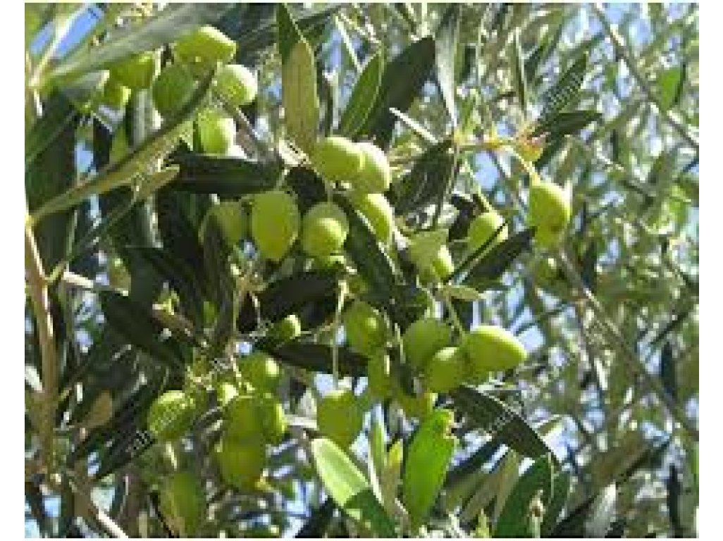 Olea europea ´Aglandau´ - hardy olive