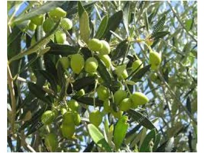 Olea europea ´Aglandau´ - hardy olive