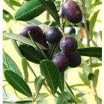 Olea europea ´Aglandau´ - hardy olive