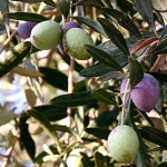 Olea europea ´Aglandau´ - hardy olive