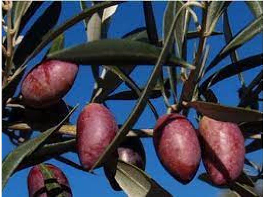 Olea europaea ´Cornicabra´ - hardy olive