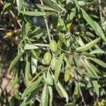 Olea europaea ´Cornicabra´ - hardy olive