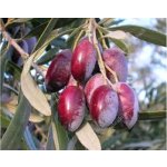 Olea europaea ´Cornicabra´ - hardy olive