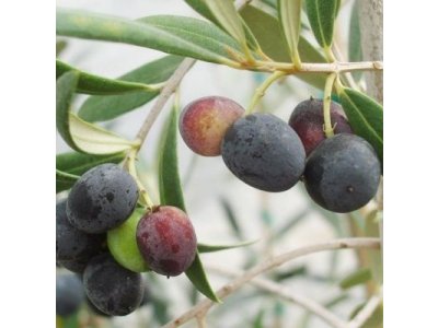 Olea europea ´Cailletier´ - hardy olive