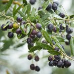 Olea europea ´Cailletier´ - hardy olive