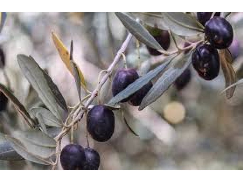 Olea europea ´Frantoio´ - hardy olive