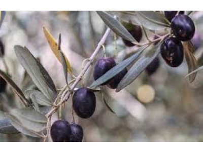 Olea europea ´Frantoio´ - hardy olive