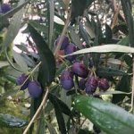 Olea europea ´Frantoio´ - hardy olive