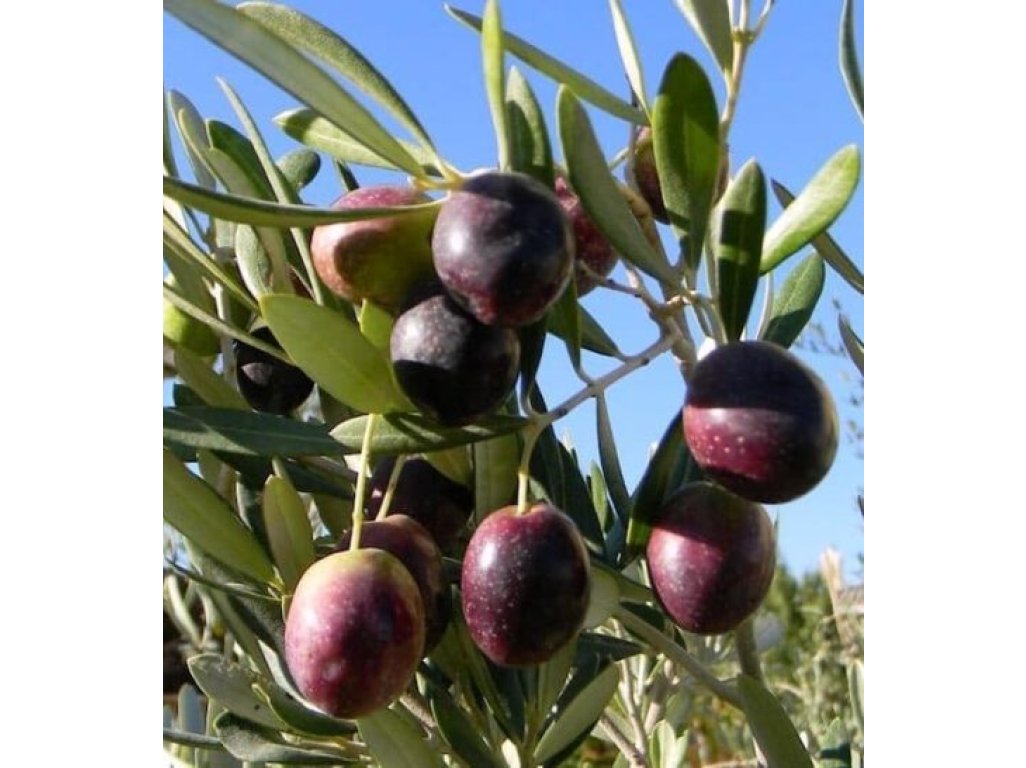 Olea europea ´Manzanillo´ - hardy olive