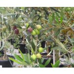 Olea europea ´Manzanillo´ - hardy olive