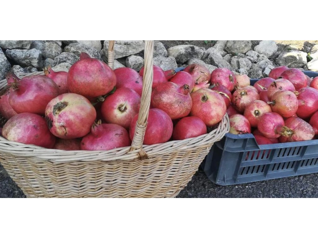 Punica granatum ´Pécsvaradi´ - common pomegranate