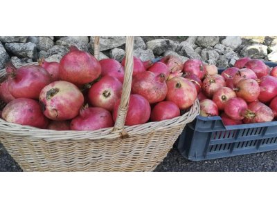 Punica granatum ´Pécsvaradi´ - common pomegranate