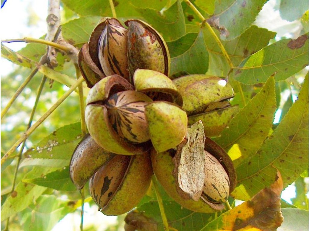 Carya illinoinensis ´Snaps´ - seedling (ULTRASNORTH VARIETY)
