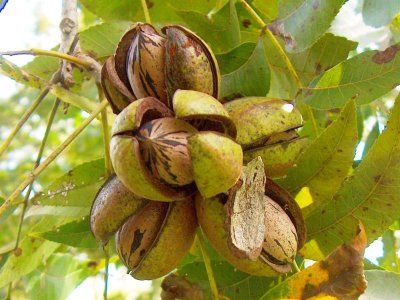 Carya illinoinensis ´Snaps´ - seedling (ULTRASNORTH VARIETY)