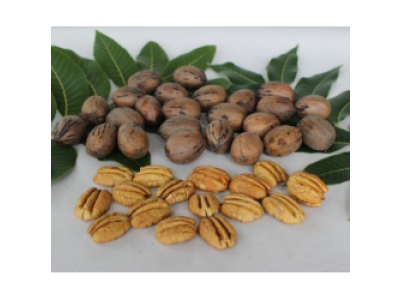 Carya illinoinensis ´Colby´ - pekan - seedling