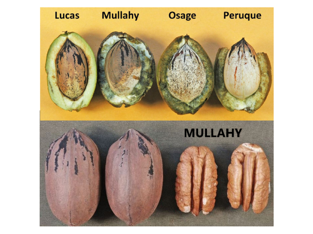 Carya illinoinensis ´Mullahy´ - pecan - seedling