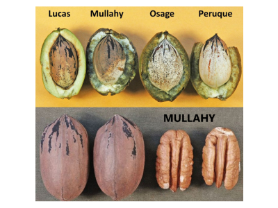 Carya illinoinensis ´Mullahy´ - pecan - seedling