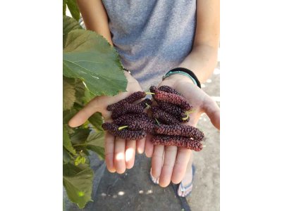 Morus macroura ´Giant Fruit´ - /In stock from 08/2025/