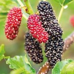 Morus macroura ´Giant Fruit´ - /In stock from 08/2025/