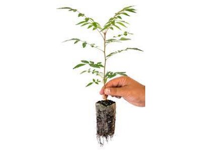 Pistacia UCB1 - hardy rootstock for pistachios