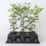 Pistacia UCB1 - hardy rootstock for pistachios