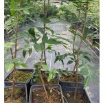Pistacia UCB1 - hardy rootstock for pistachios