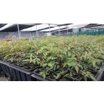 Pistacia UCB1 - hardy rootstock for pistachios