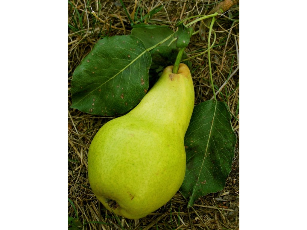 Pyrus communis ´Solanka´ - summer variety of pear