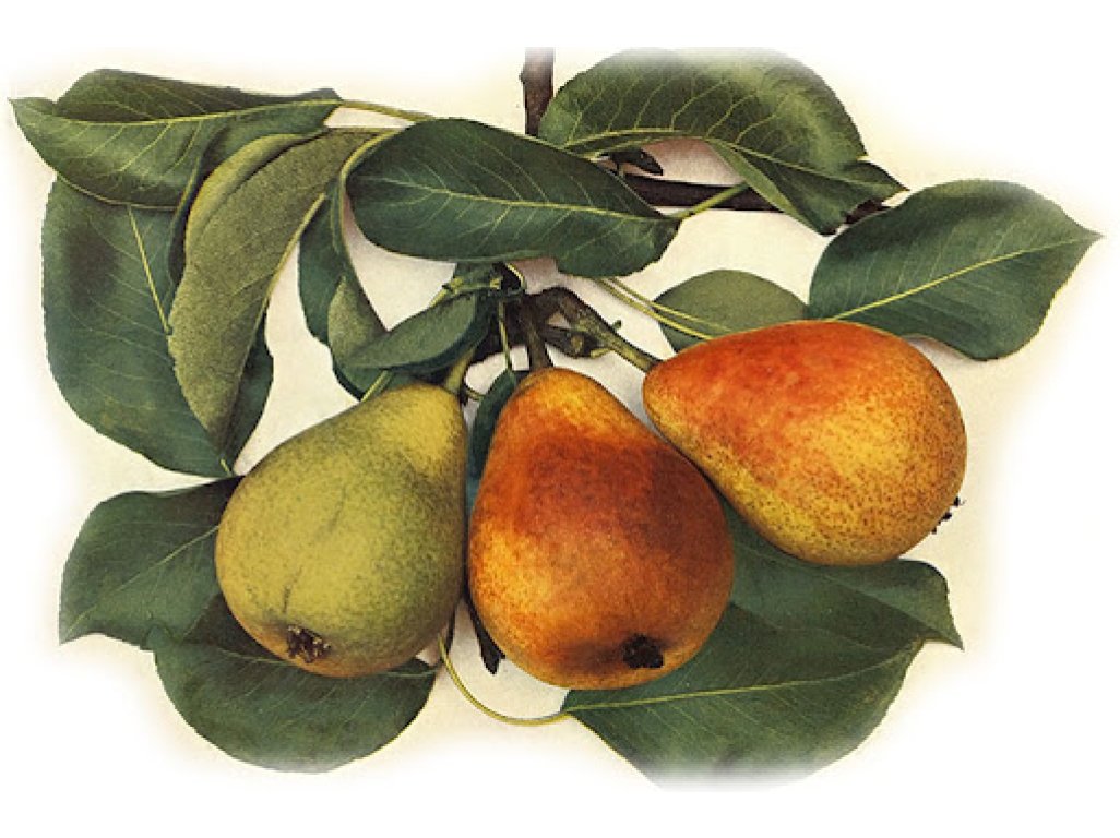 Pyrus communis ´Turkish Muscatelle´ - summer variety