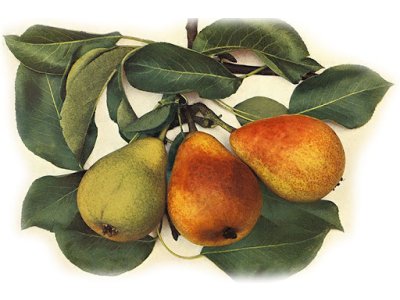 Pyrus communis ´Turkish Muscatelle´ - summer variety