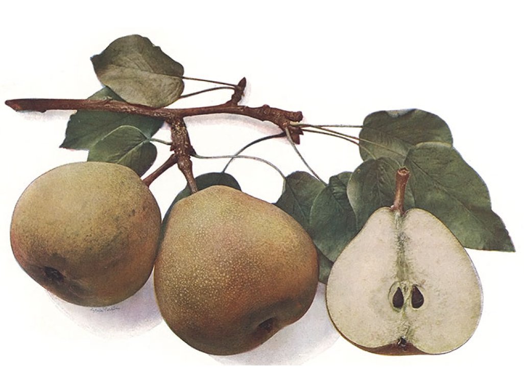 Pyrus communis ´English Bergamot´ - autumn variety