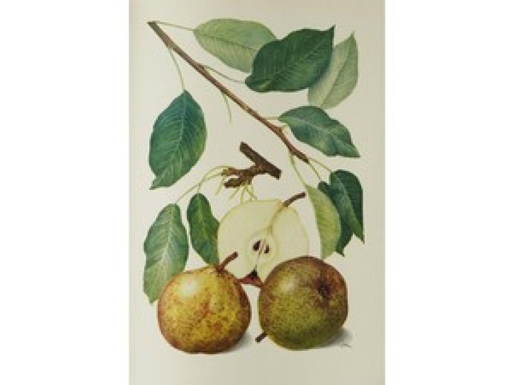 Pyrus communis ´Esperen Bergamot´ - autumn variety