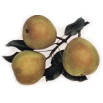 Pyrus communis ´Esperen Bergamot´ - autumn variety