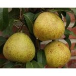 Pyrus communis ´Esperen Bergamot´ - autumn variety