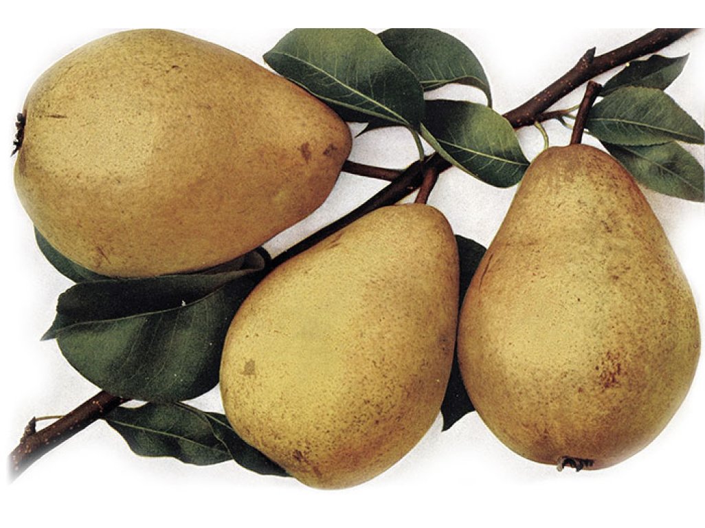 Pyrus communis ´Libochovická Máslovka’ - winter variety