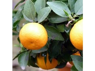 Citrus keraji hort. - hardy mandarine