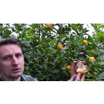 Citrus keraji hort. - hardy mandarine