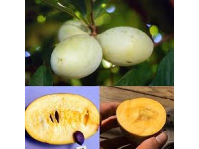 Asimina triloba cv. ´Mango´ - paw-paw (indian banane) /Tree expedition July 2026