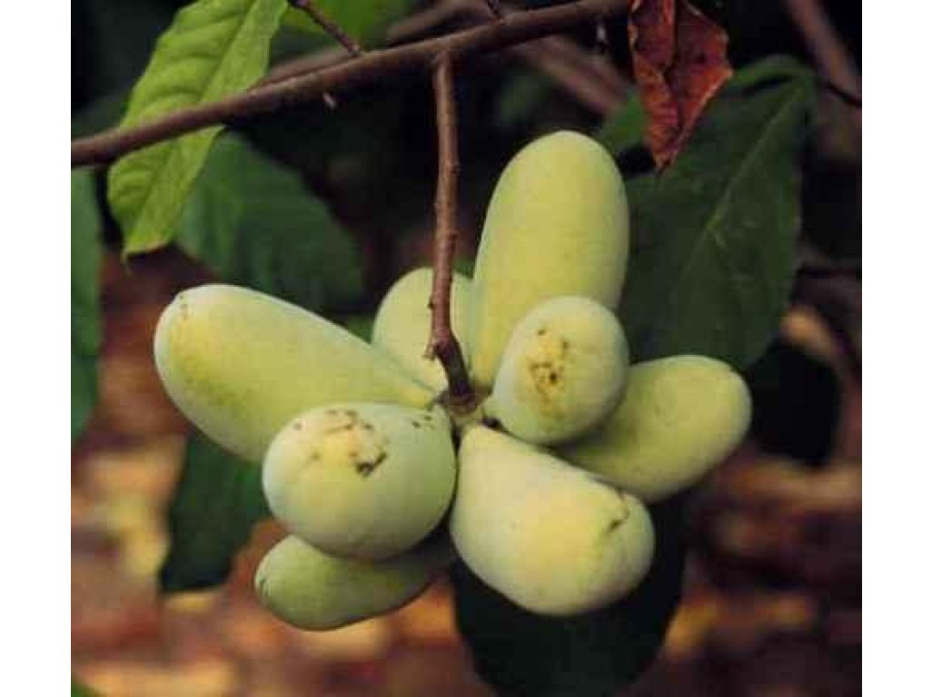 Asimina triloba cv. ´SAA Zimmermann´ - paw-paw (indian banane) NEWS