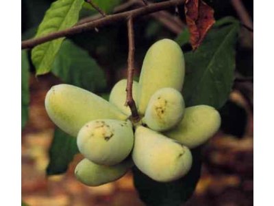 Asimina triloba cv. ´SAA Zimmermann´ - paw-paw (indian banane) NEWS