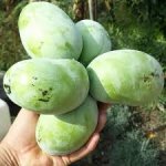 Asimina triloba cv. ´SAA Zimmermann´ - paw-paw (indian banane) NEWS