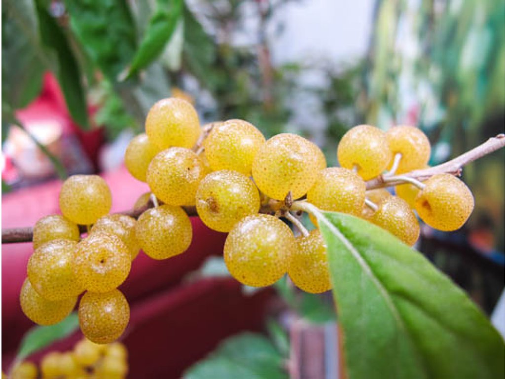 Elaeagnus umbellata ´Amber´ - autumn olive