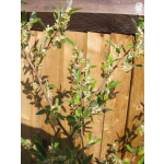 Elaeagnus umbellata ´Amber´ - autumn olive