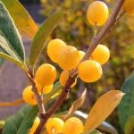 Elaeagnus umbellata ´Amber´ - autumn olive
