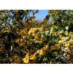Elaeagnus umbellata ´Amber´ - autumn olive