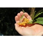 Elaeagnus umbellata ´Amber´ - autumn olive