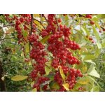 Elaeagnus umbellata ´Sweet and Tart´ - autumn olive