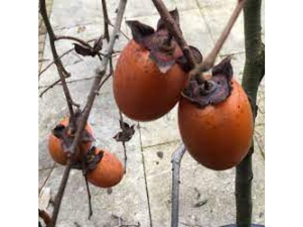 Diospyros kaki ´Pendula´ - japanese persimmon MEGARARITY