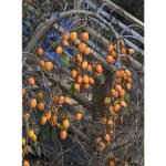 Diospyros kaki ´Pendula´ - japanese persimmon MEGARARITY