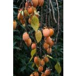 Diospyros kaki ´Pendula´ - japanese persimmon MEGARARITY
